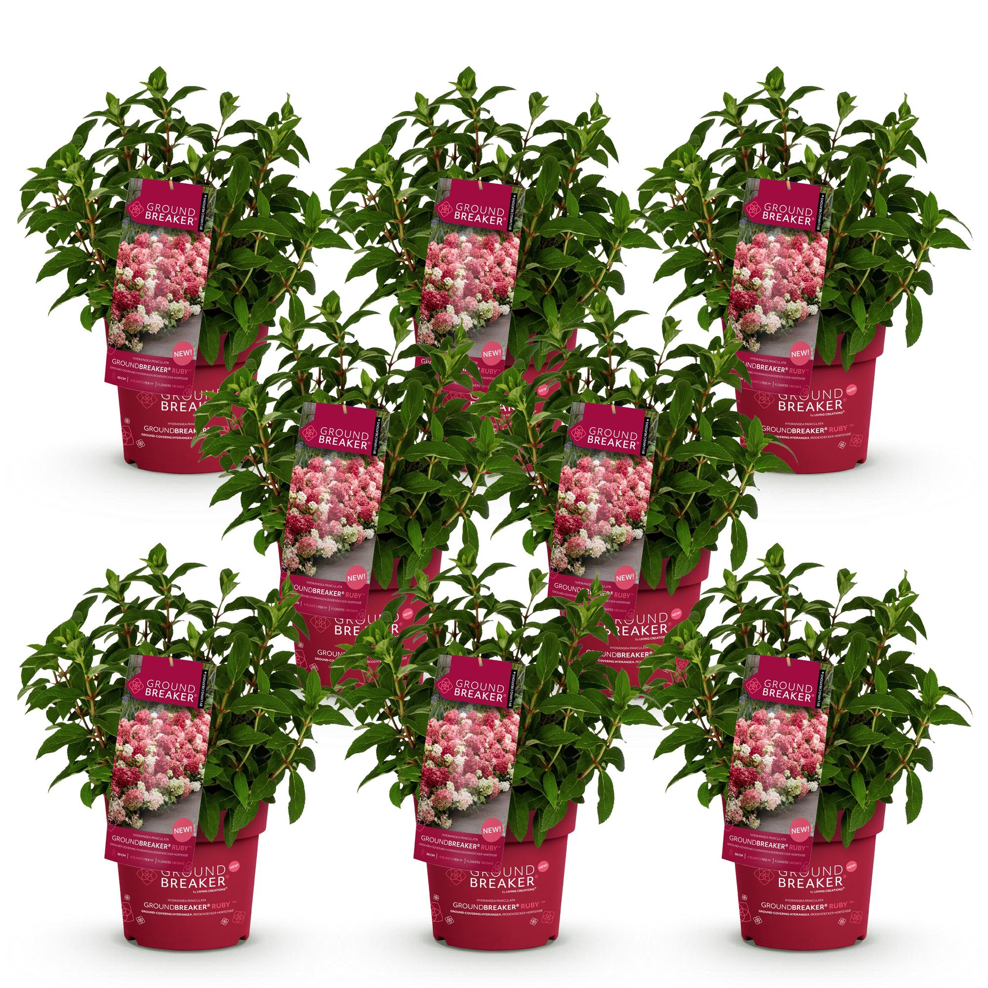 Tuinplant - Hydrangea panniculata Groundbreaker Ruby - Pluimhortensia - Winterhard - Rood - 8 Planten - Pot 14cm - Hoogte 20-25cm