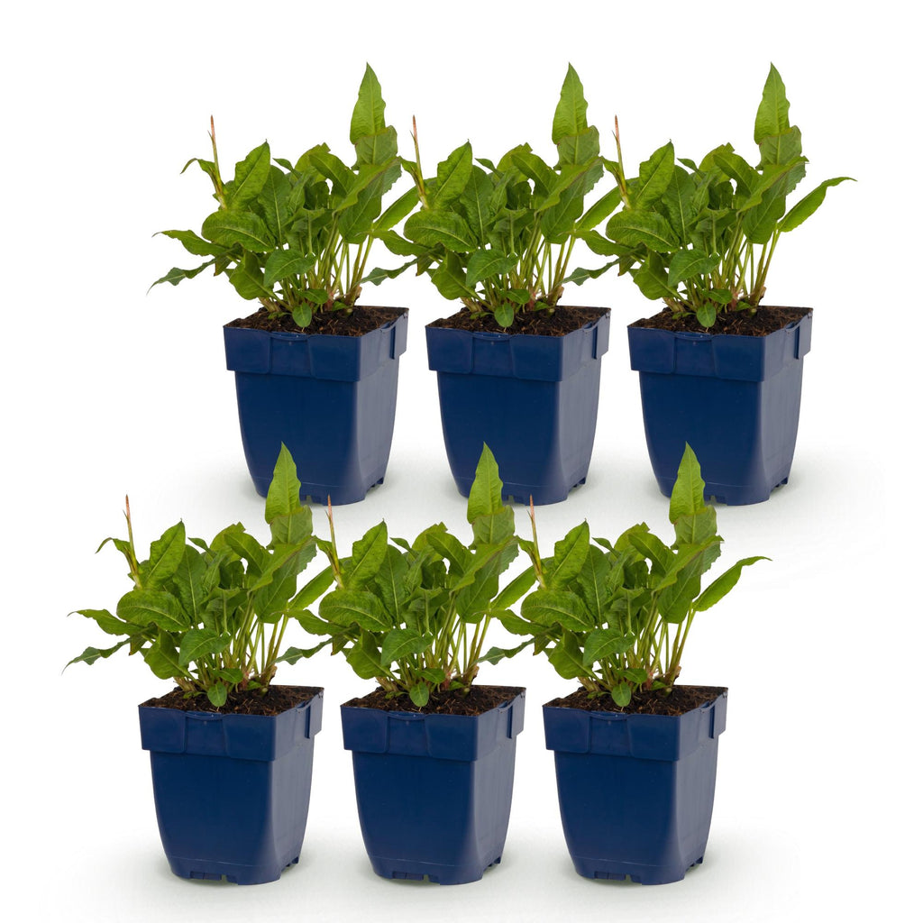 Vasteplant - Persicaria ampl. Rosea - Duizendknoop - Schaduw - Roze - 6 Planten - Pot 11cm - Hoogte 15-25cm