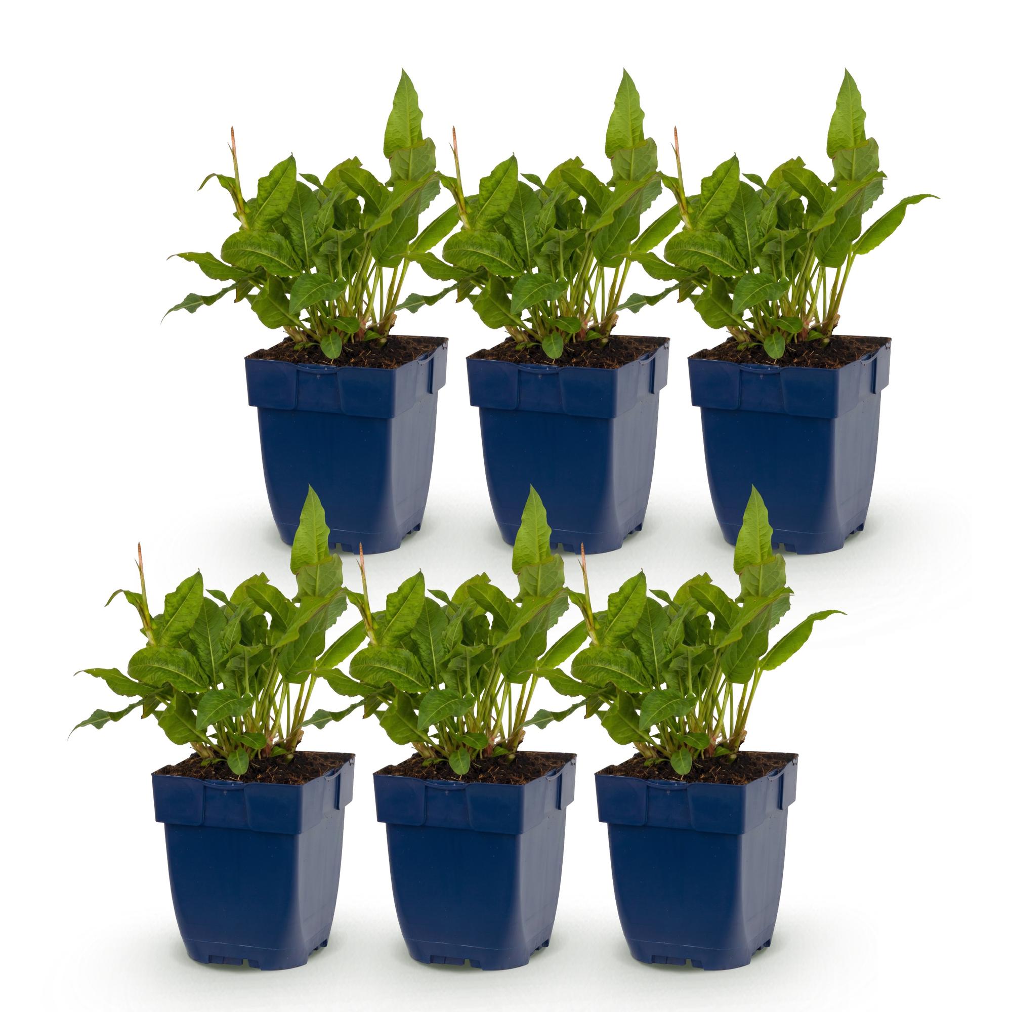 Vasteplant - Persicaria ampl. Rosea - Duizendknoop - Schaduw - Roze - 6 Planten - Pot 11cm - Hoogte 15-25cm
