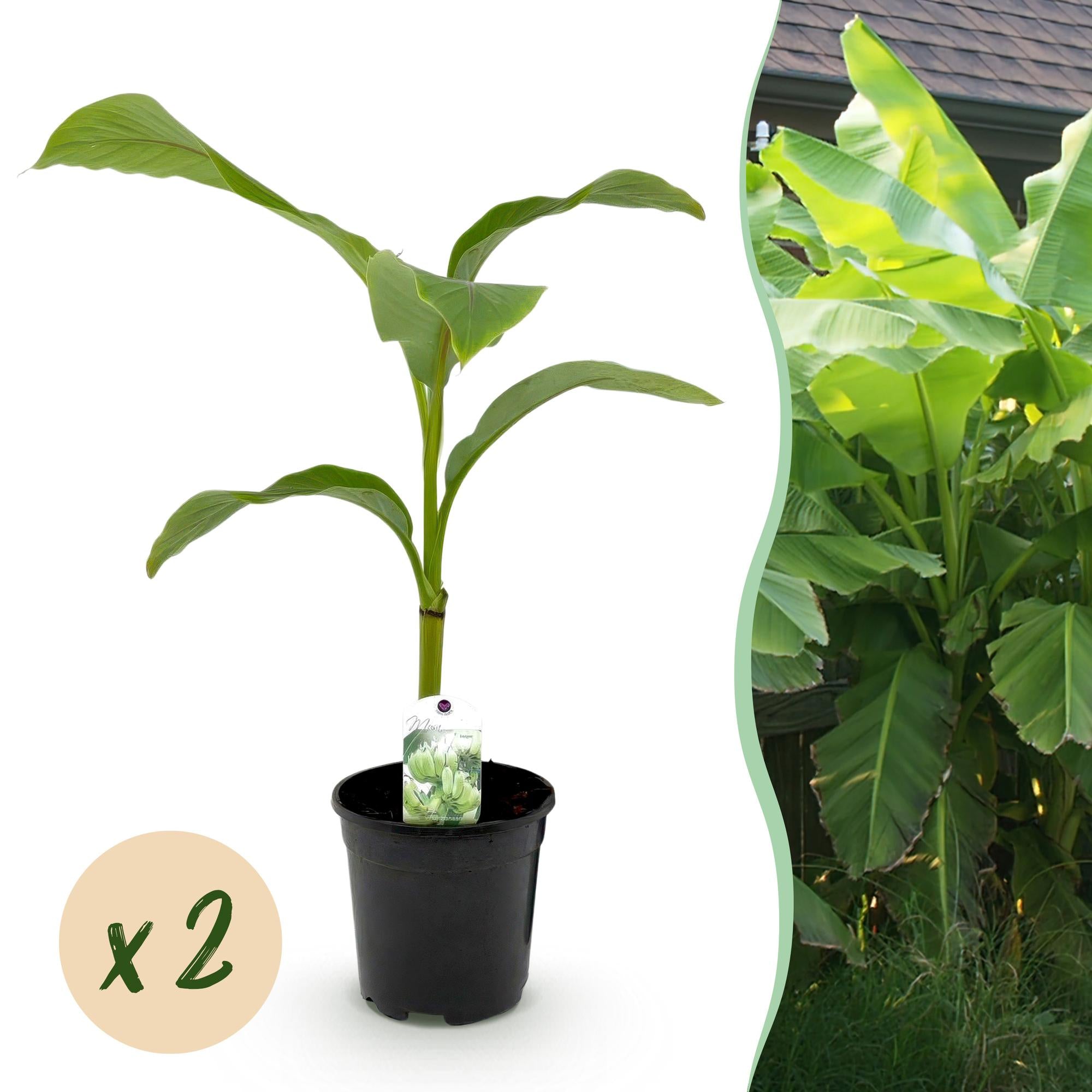 Fruitplant - Bananen plant - Musa Basjoo - Winterhard - 2 planten - Pot 17cm Hoogte 40cm