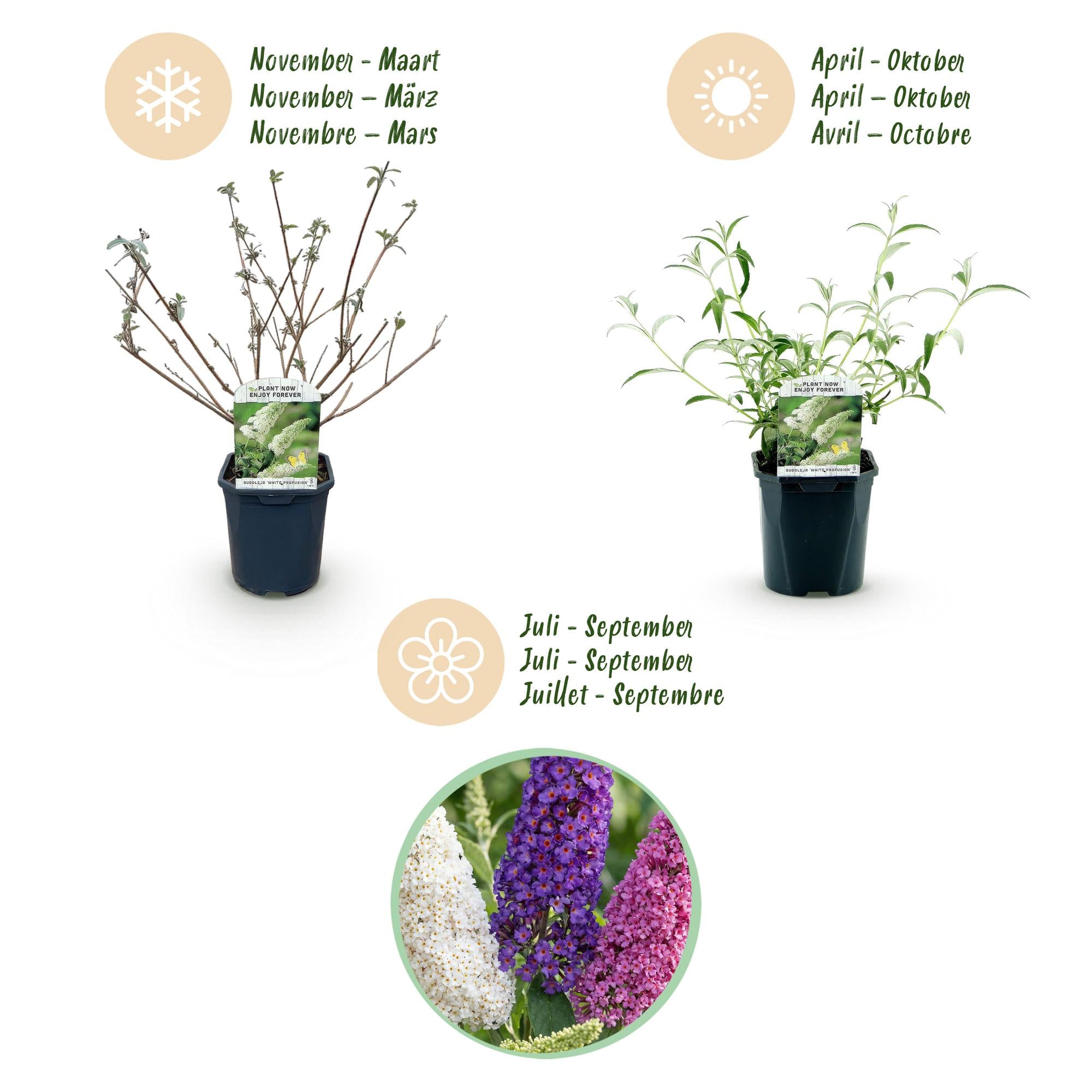 Tuinplant - Buddleja davidii Tricolour - Vlinderstruik - Winterhard - Blauw - Roze - Wit - 3 Planten - Pot 17cm - Hoogte 45cm
