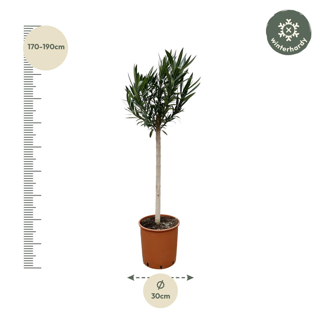 Nerium Oleander op stam met roze bloem - 170cm - Ø30