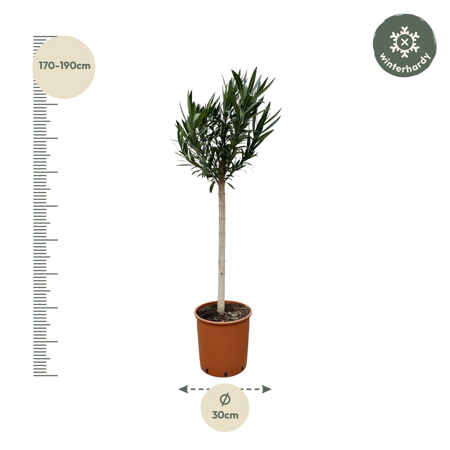 Nerium Oleander op stam met roze bloem - 170cm - Ø30