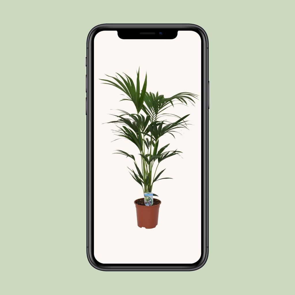 Howea forsteriana - Ø21cm - ↕120cm - Ø21 - ↨120cm