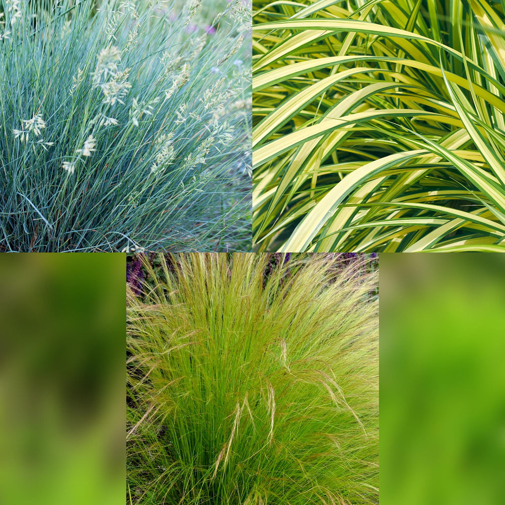 Siergrassen - 3 Planten - Blauw - Geel - Groen - Groenblijvend - Winterhard - Pot 17cm Hoogte 50cm