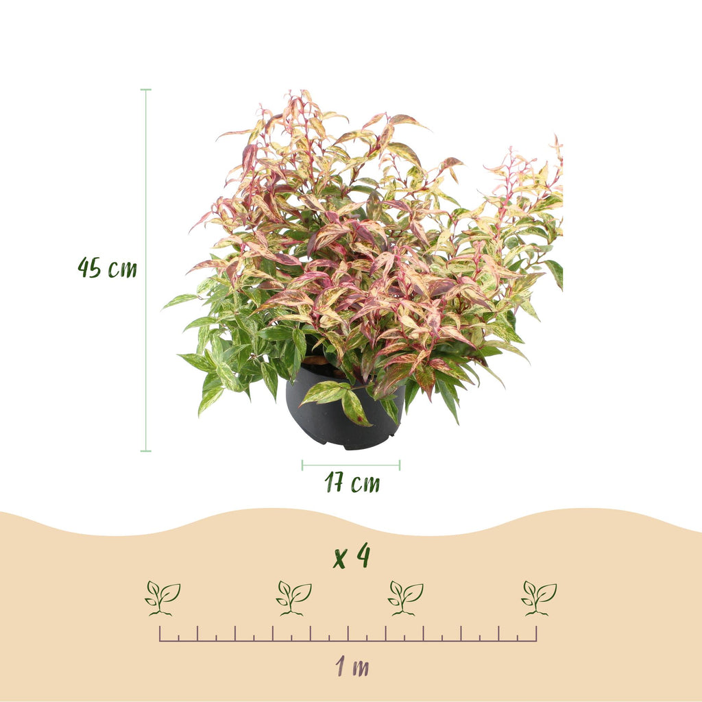 Tuinplant - Leucothoe Makijaz - Bruin - 2 Planten - Groenblijvend - Weinig Onderhoud - Pot 17cm Hoogte 45cm