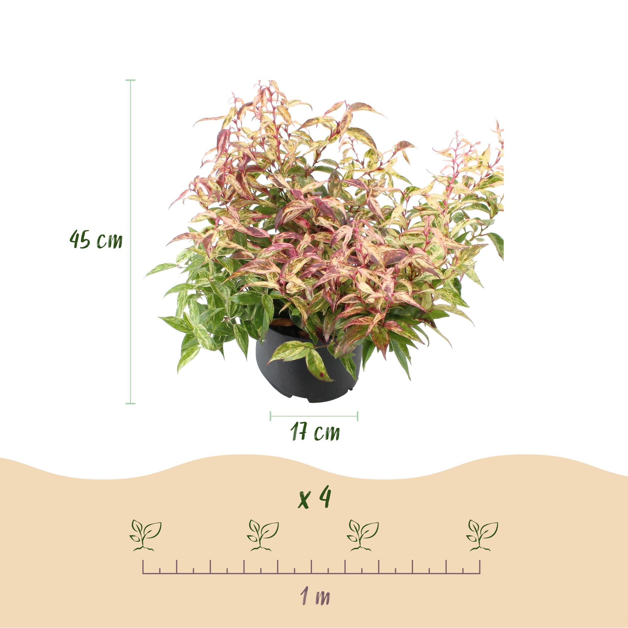 Tuinplant - Leucothoe Makijaz - Bruin - 2 Planten - Groenblijvend - Weinig Onderhoud - Pot 17cm Hoogte 45cm