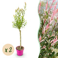 2x - Salix Flamingo - Ø17cm - ↕70-80cm