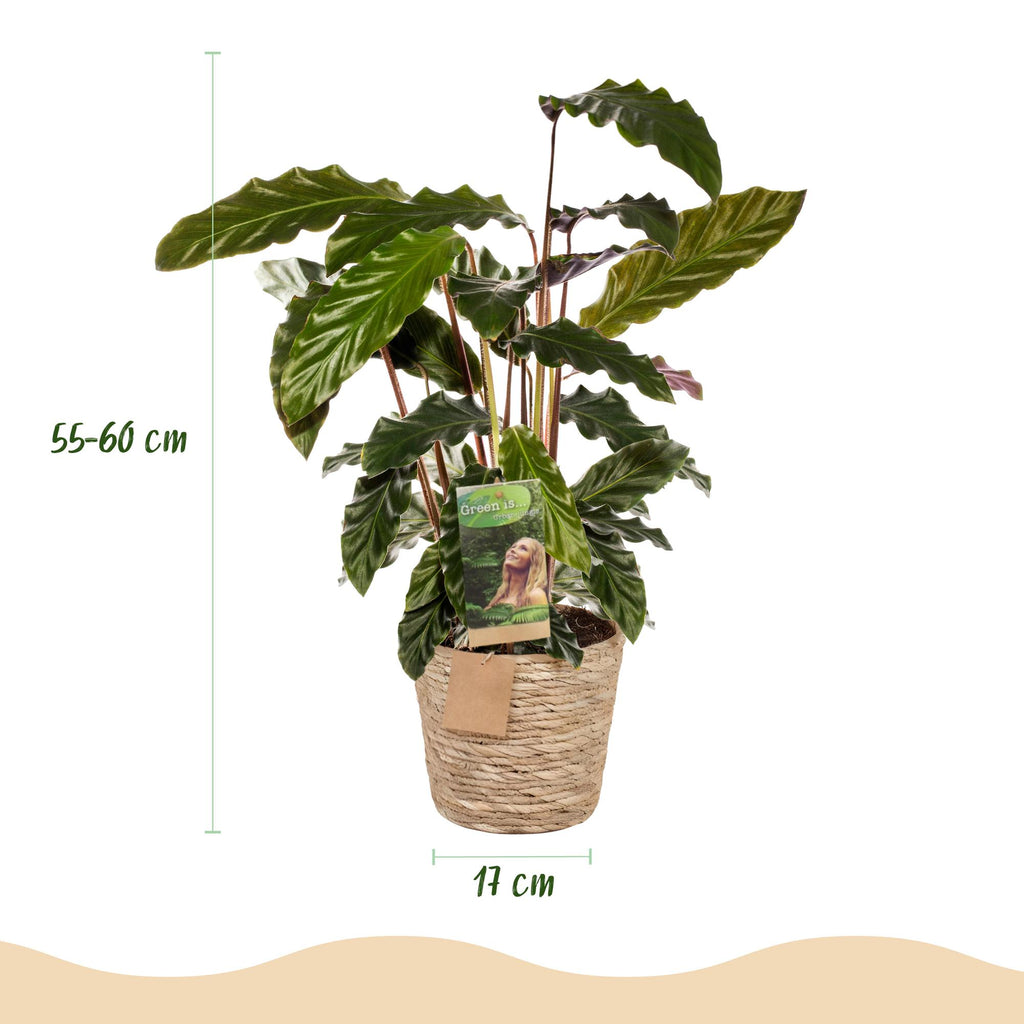 Green is... Kamerplanten - Calathea Rufibarba - Pauwen plant - Weinig onderhoud - met mand - Groen - 1 Plant - Pot 17cm - Hoogte 55-60cm