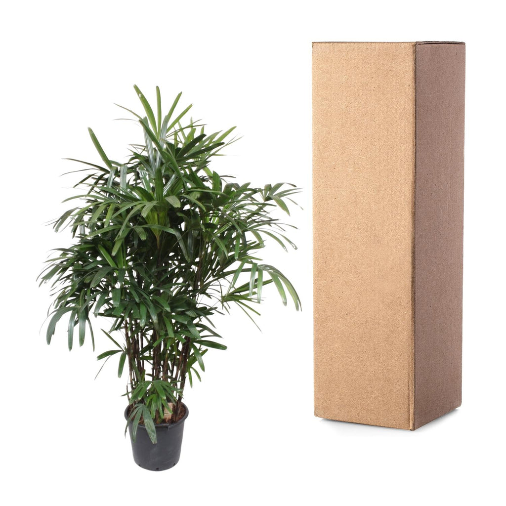 Rhapis Excelsa -200 cm - ø34