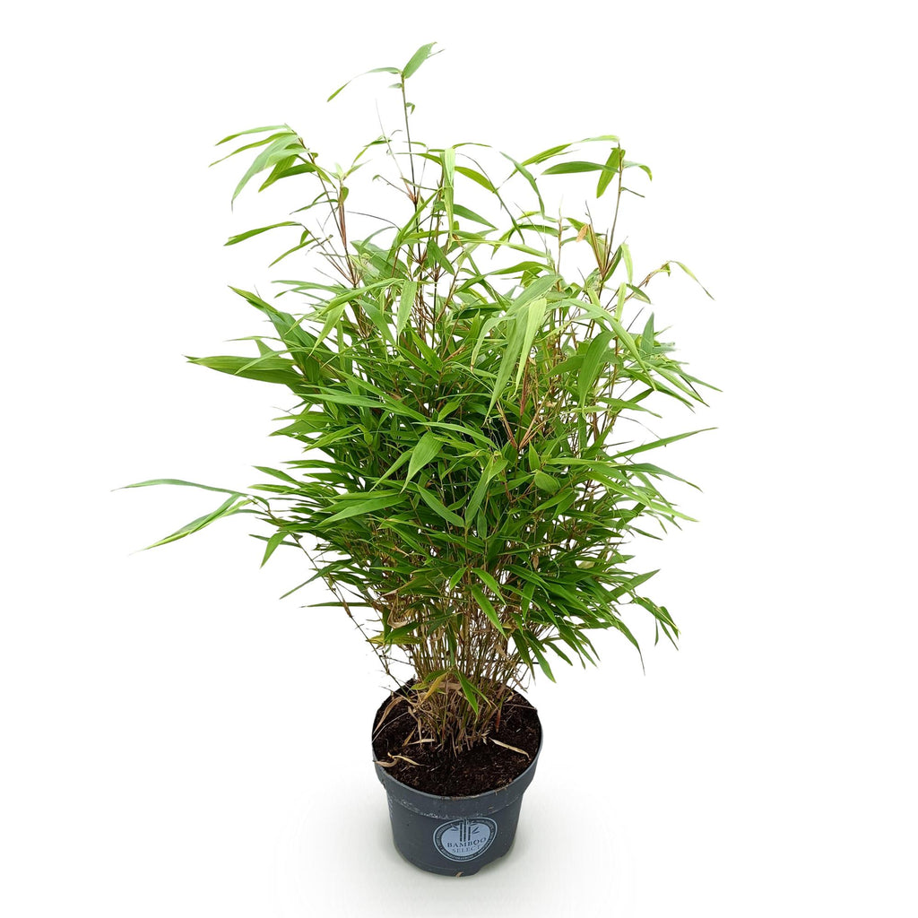 Grassen - Fargesia Rufa - Niet Woekerende Bamboe - Bladhoudend - Groen - 1 Plant - Pot 23 cm - Hoogte 80 cm