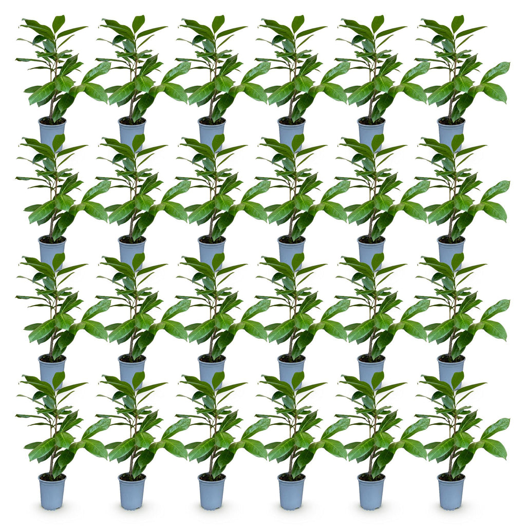 24x Prunus laur. Rotundifolia - Laurierkers - Haagplanten - Groenblijvend - Groen - Pot 9cm - Hoogte 25-35cm