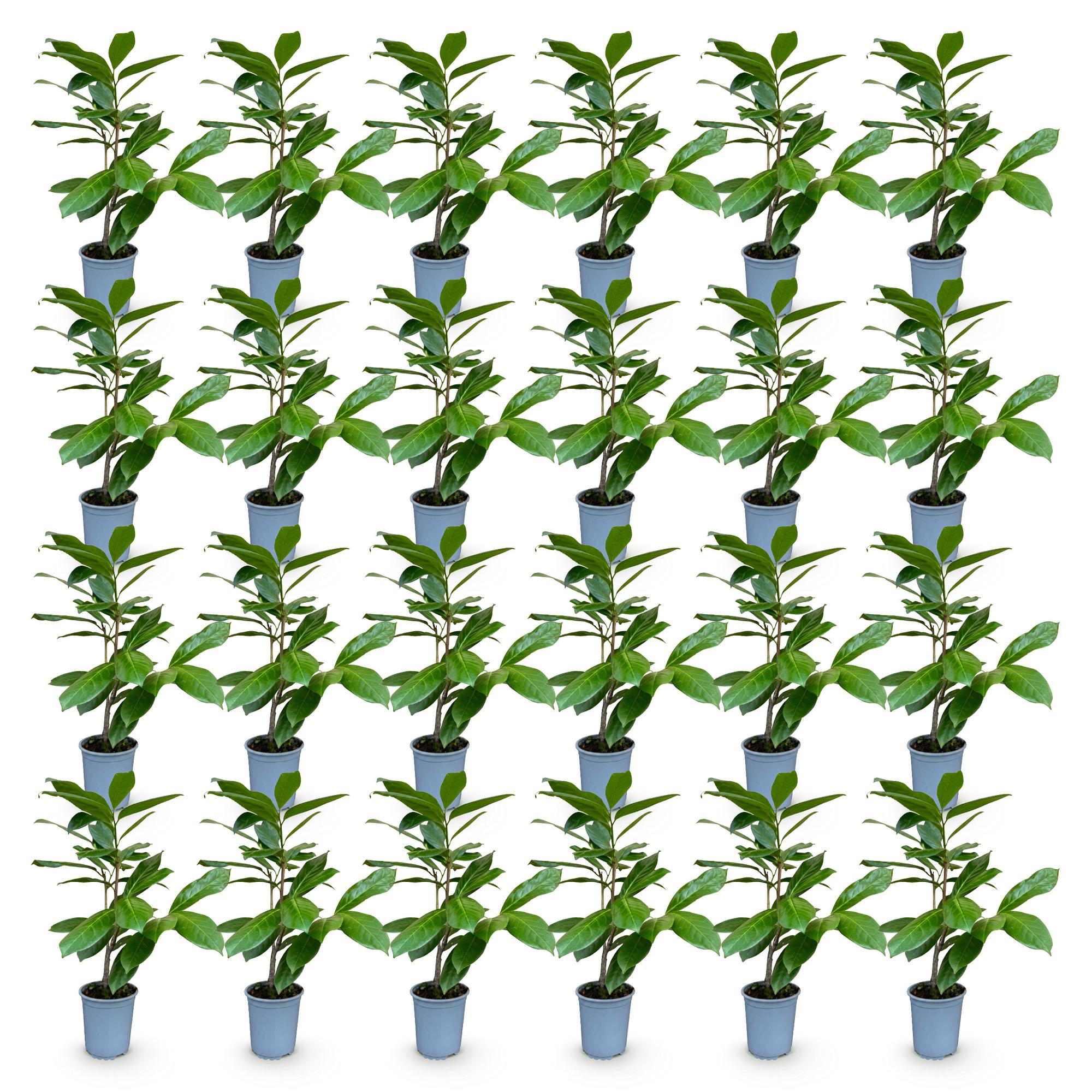 24x Prunus laur. Rotundifolia - Laurierkers - Haagplanten - Groenblijvend - Groen - Pot 9cm - Hoogte 25-35cm