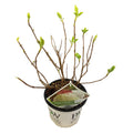 Hydrangea arbo. 'Strong Annabelle' - Ø19cm - ↕30cm