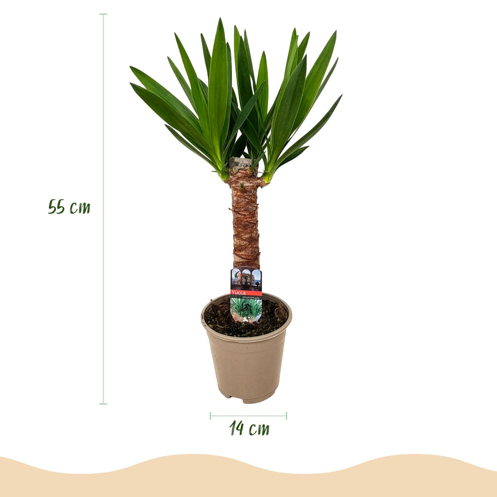 Kamerplant - Yucca elephantipes - Yucca - Weinig onderhoud - Groen - 1 - Pot 14cm - Hoogte 55cm