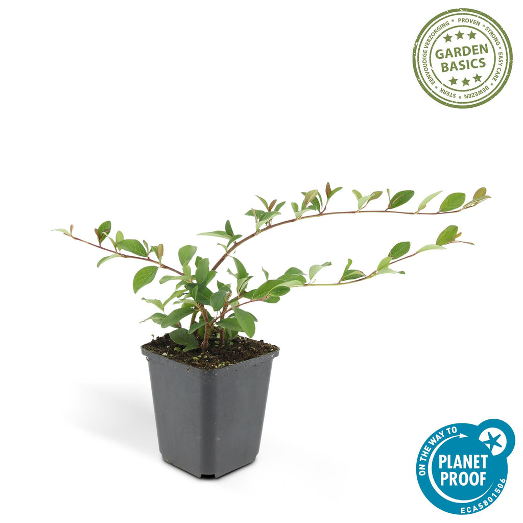 48x Cotoneaster dammeri - ↕10-25cm - Ø9cm