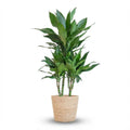 Dracaena  Janet Lindt met Zeegras mand naturel - 95cm - Ø21