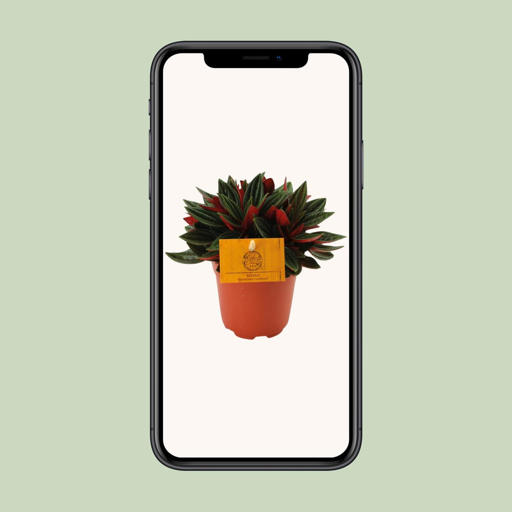 Peperomia Caperata Rosso - Ø10,5cm - ↕15cm