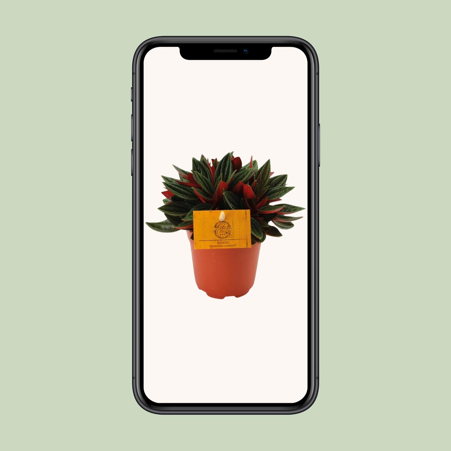 Peperomia Caperata Rosso - Ø10,5cm - ↕15cm