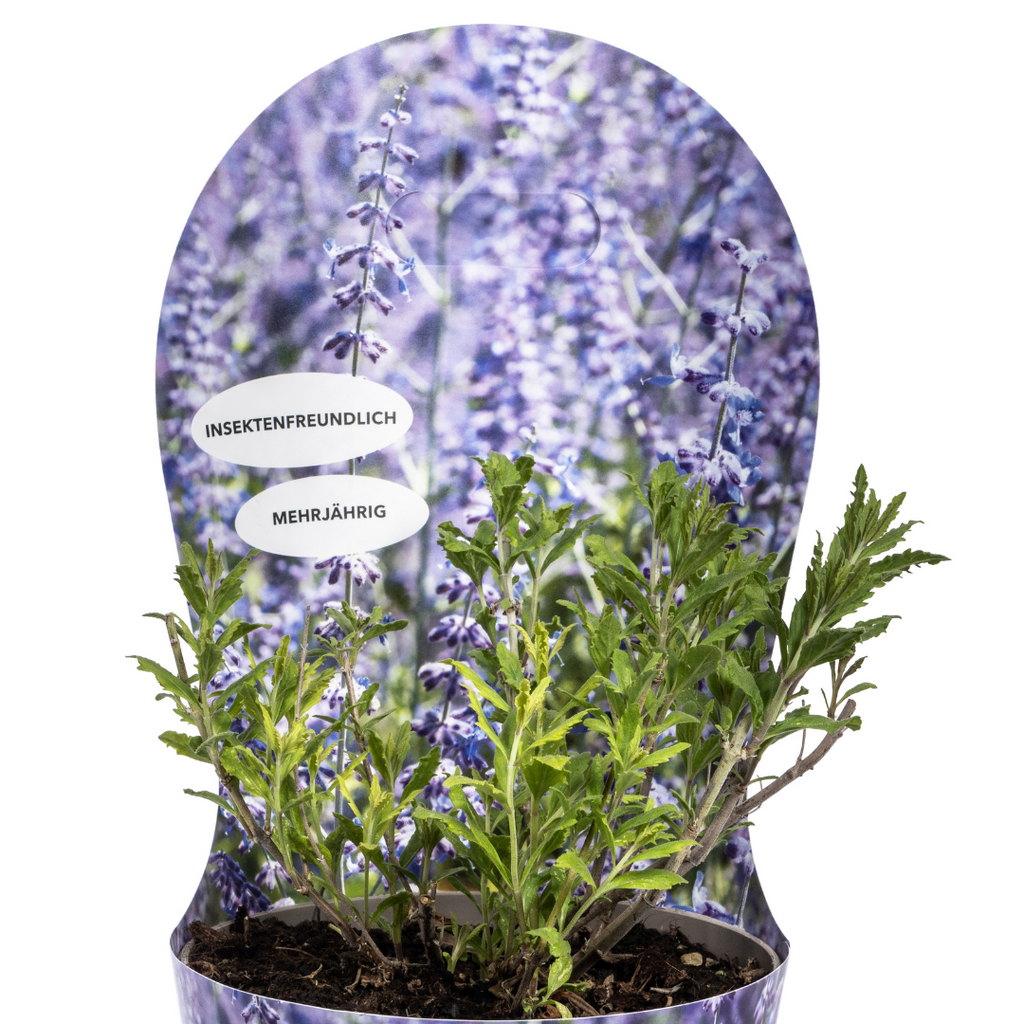 Perovskia Atriplicifolia mit Potcover Ø19cm - ↕30 - 40cm