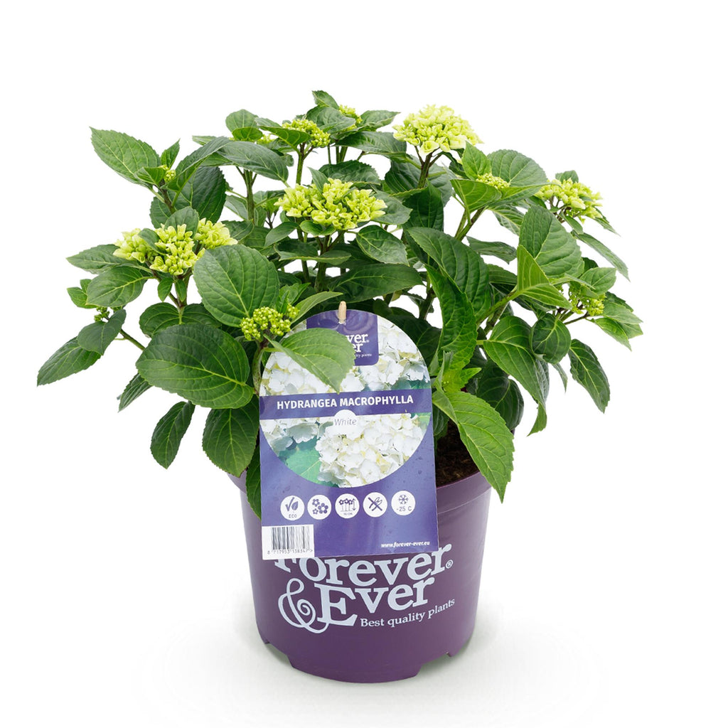Terrasplant - Hortensia - Hydrangea Forever & Ever - Wit - 7-12 Bloemen - Pot 23cm Hoogte 55cm