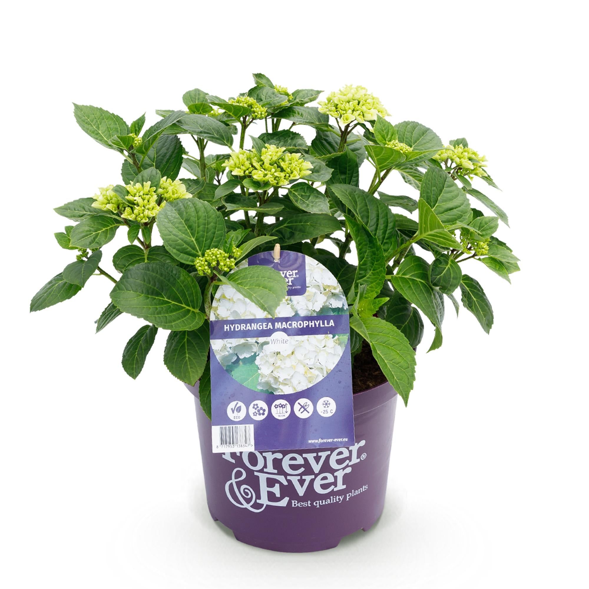 Terrasplant - Hortensia - Hydrangea Forever & Ever - Wit - 7-12 Bloemen - Pot 23cm Hoogte 55cm