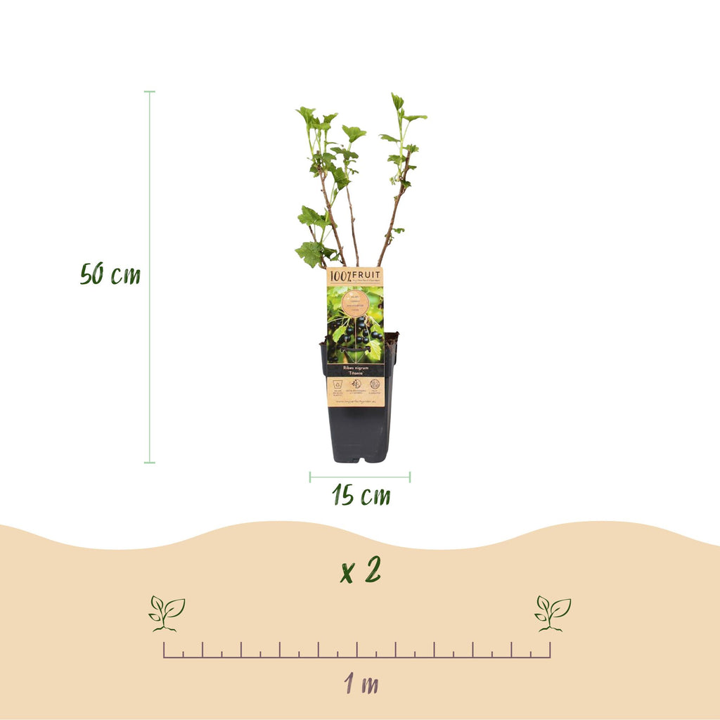 Fruitplant - Ribes nigrum Titania - Bessenplant - Winterhard - Zwarte Bes - 2 Planten - Pot 15cm - Hoogte 50cm