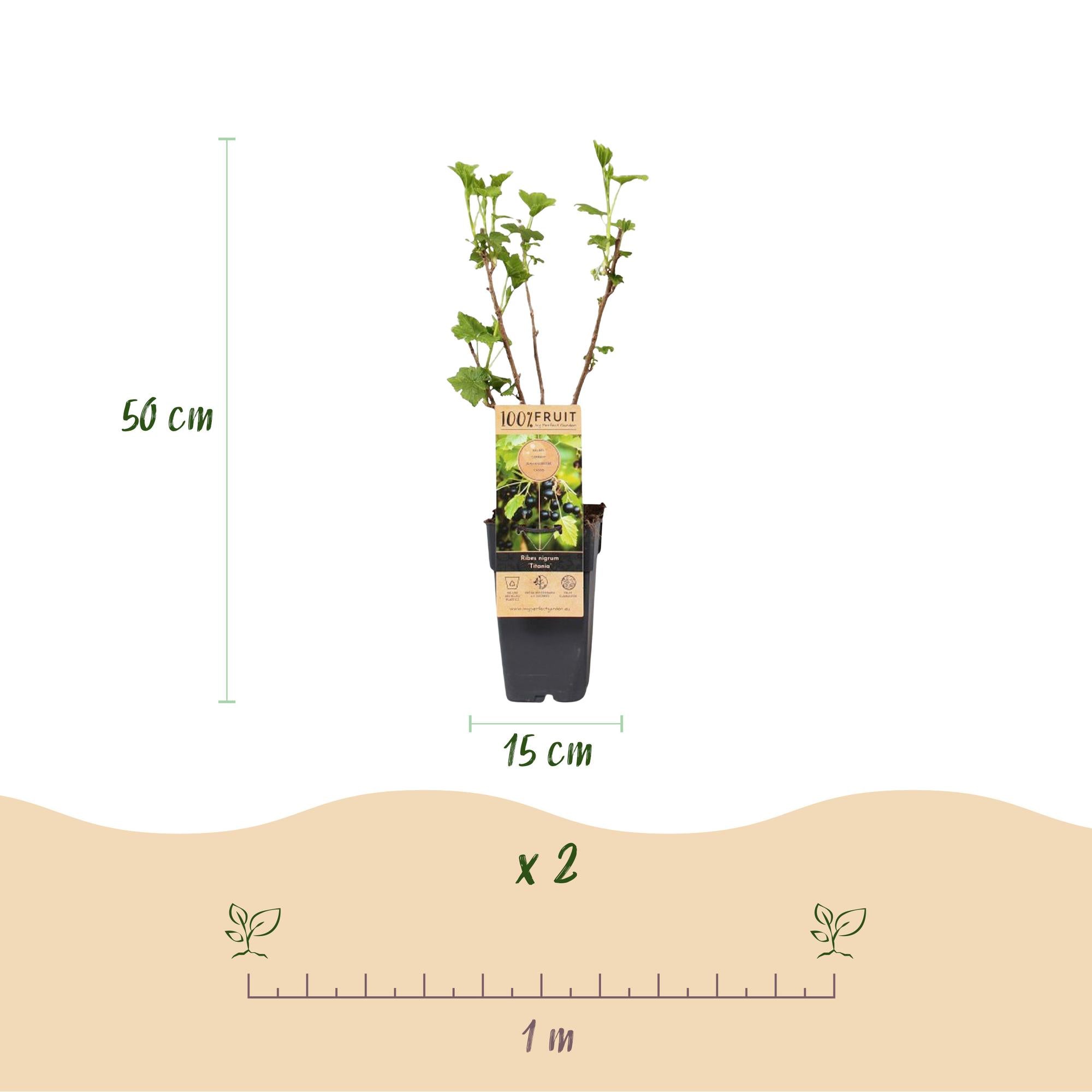 Fruitplant - Ribes nigrum Titania - Bessenplant - Winterhard - Zwarte Bes - 2 Planten - Pot 15cm - Hoogte 50cm
