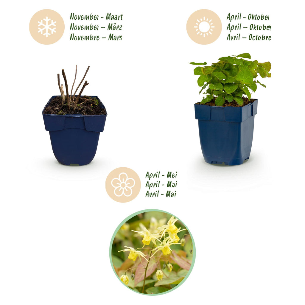 Vasteplant - Epimedium perralch. Frohnleiten - Elfenbloem - Schaduw - Geel - 12 Planten - Pot 11cm - Hoogte 15-25cm