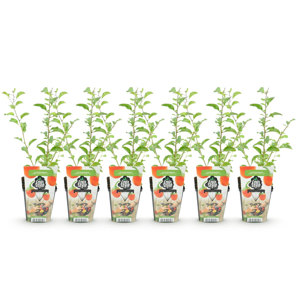Fruitplanten - Goijbes - Lycium Barbarum - Winterhard - 6 Planten - Pot 9 cm - Oranje - Rode Vrucht