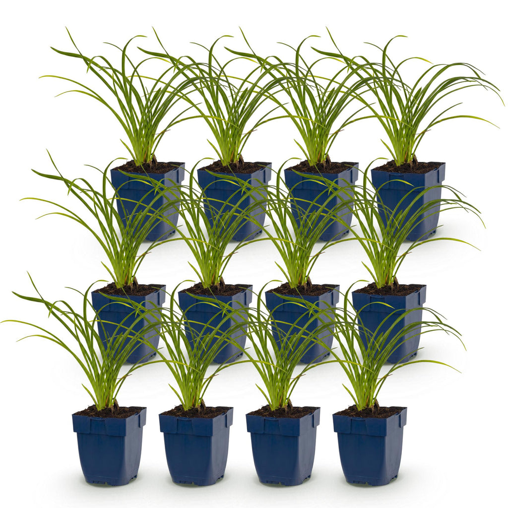 Vasteplant - Hemerocallis Stella d'Oro - Daglelie - Bijen en Vlinderlokkers - Geel - 12 Planten - Pot 11cm - Hoogte 15-25cm