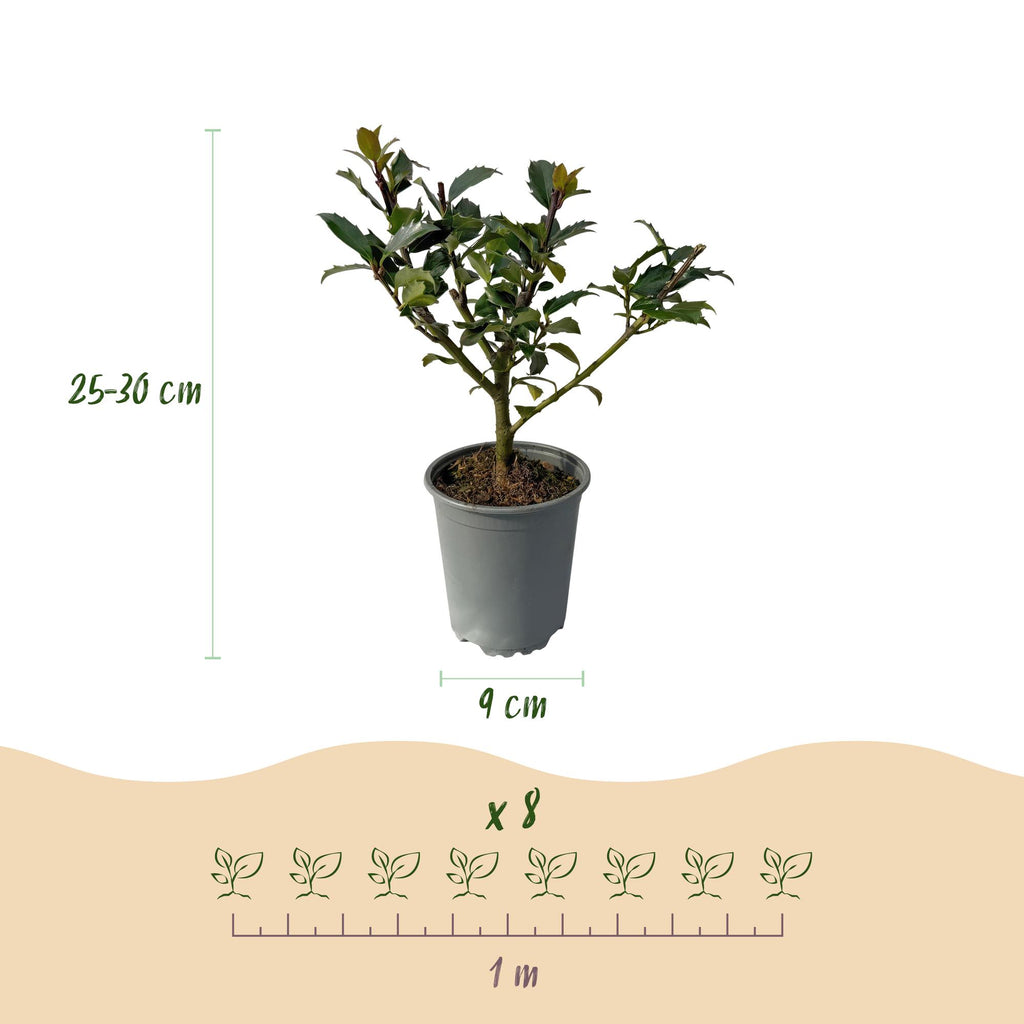 Haagplanten - Ilex Blue maid- blad groen - 8 planten - 1 strekkende meter - groenblijvend - pot 9cm hoogte 25-30cm