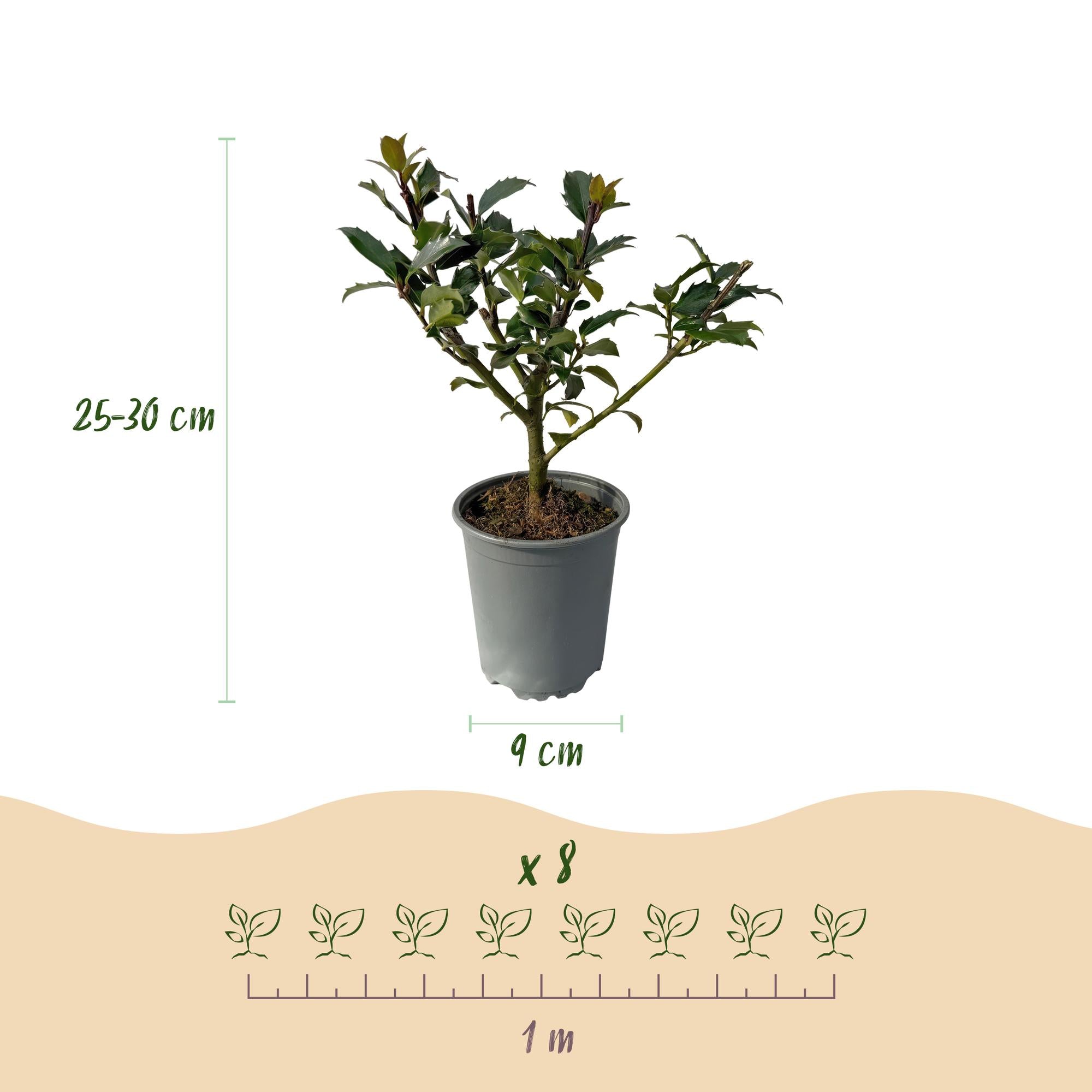 Haagplanten - Ilex Blue maid- blad groen - 8 planten - 1 strekkende meter - groenblijvend - pot 9cm hoogte 25-30cm