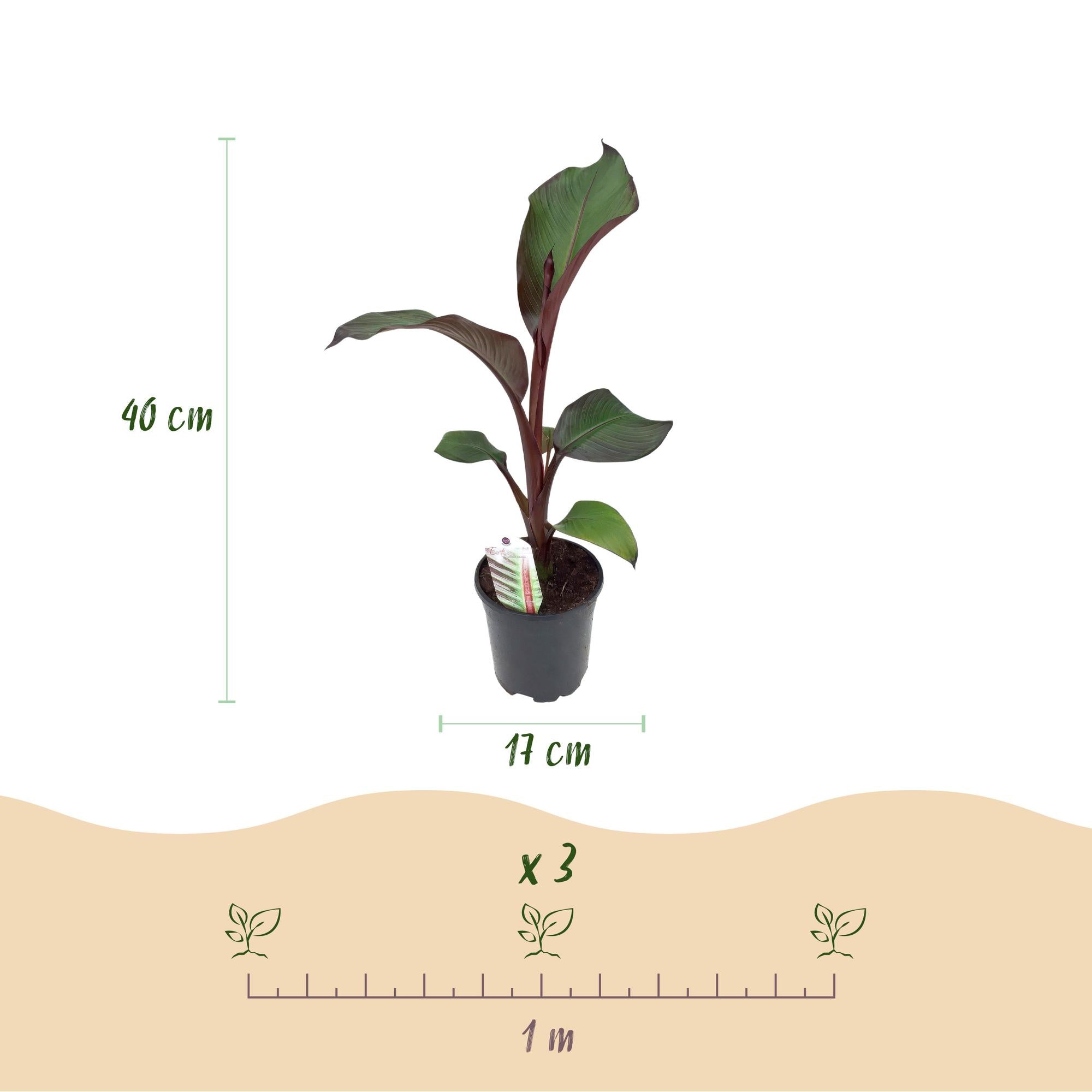 Fruitplant - Bananen plant - Ensete ventricosum Maurelli - Winterhard - 4 planten - Pot 17cm Hoogte 40cm