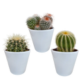 Bolcactus mix 8,5 cm | 3 stuks - in witte pot