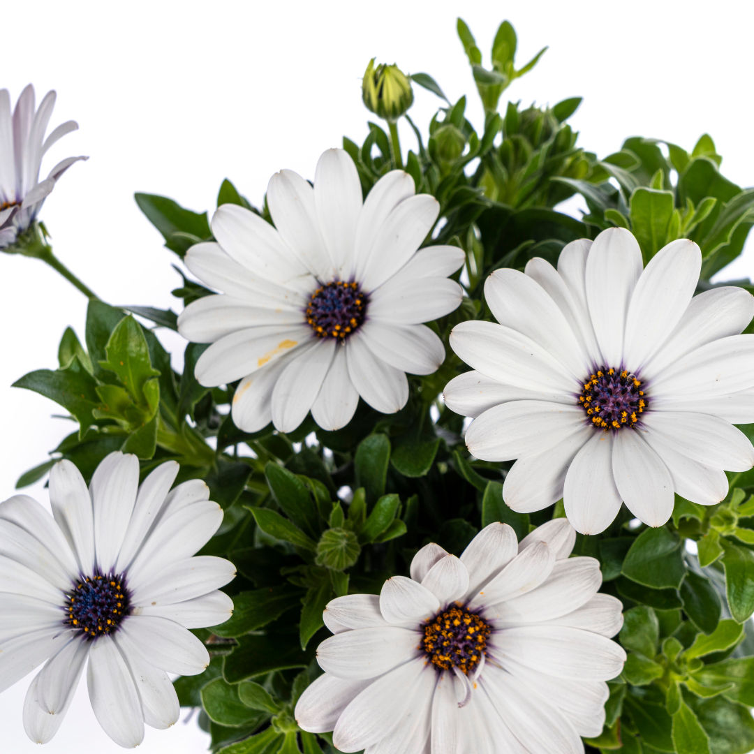 8x Osteospermum Ecklonis Weiß Ø12 cm - ↕20 cm