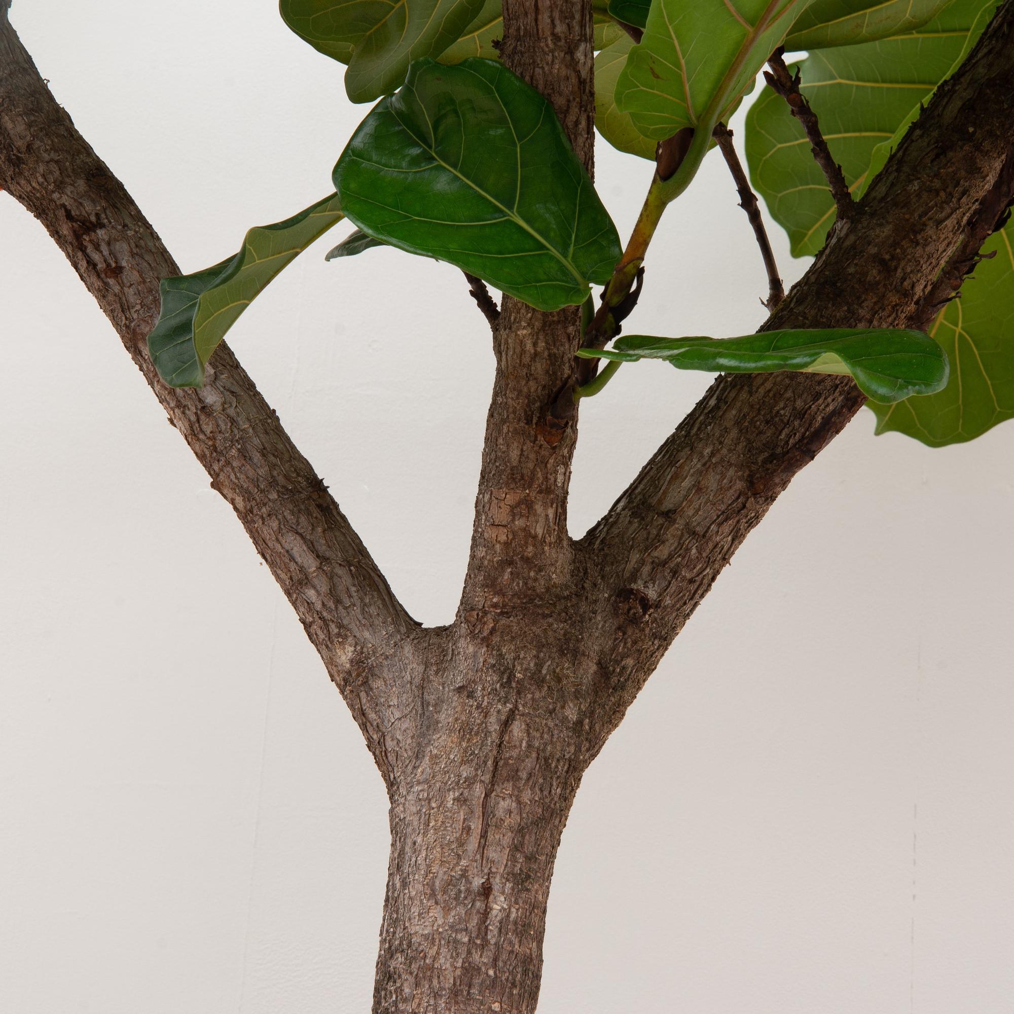 Ficus Lyrata boom XXXL - 270cm - ø45