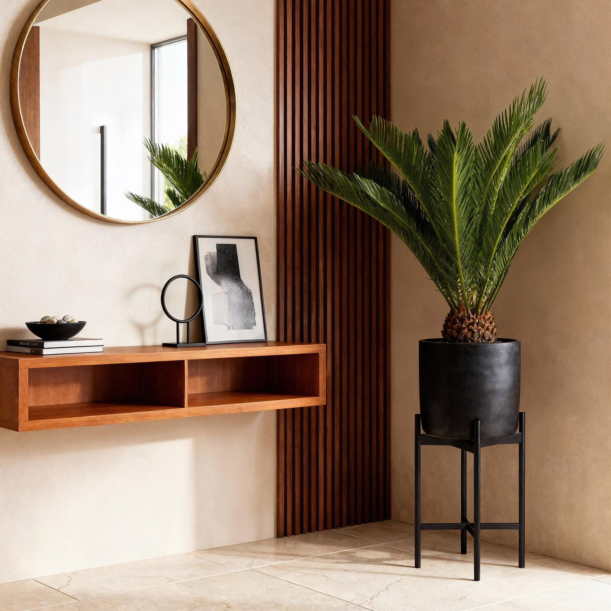 Kamerplant - Cycas revoluta - Palmvaren - Weinig onderhoud - Groen - 2 - Pot 17cm - Hoogte 55-65cm