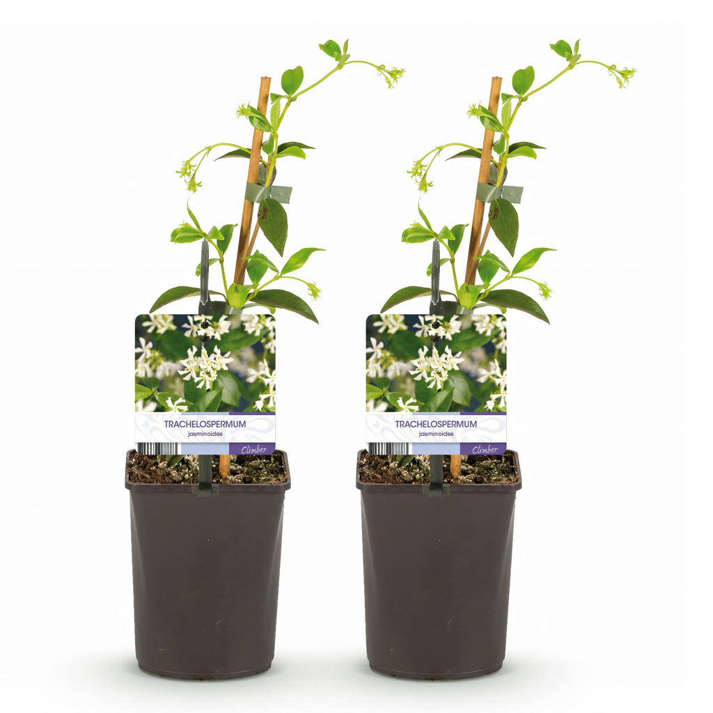 Toscaanse jasmijn - Trachelospermum jasminoides - Bloem Wit - Groenblijvend  - 2 planten - Pot 11cm Hoogte 40cm