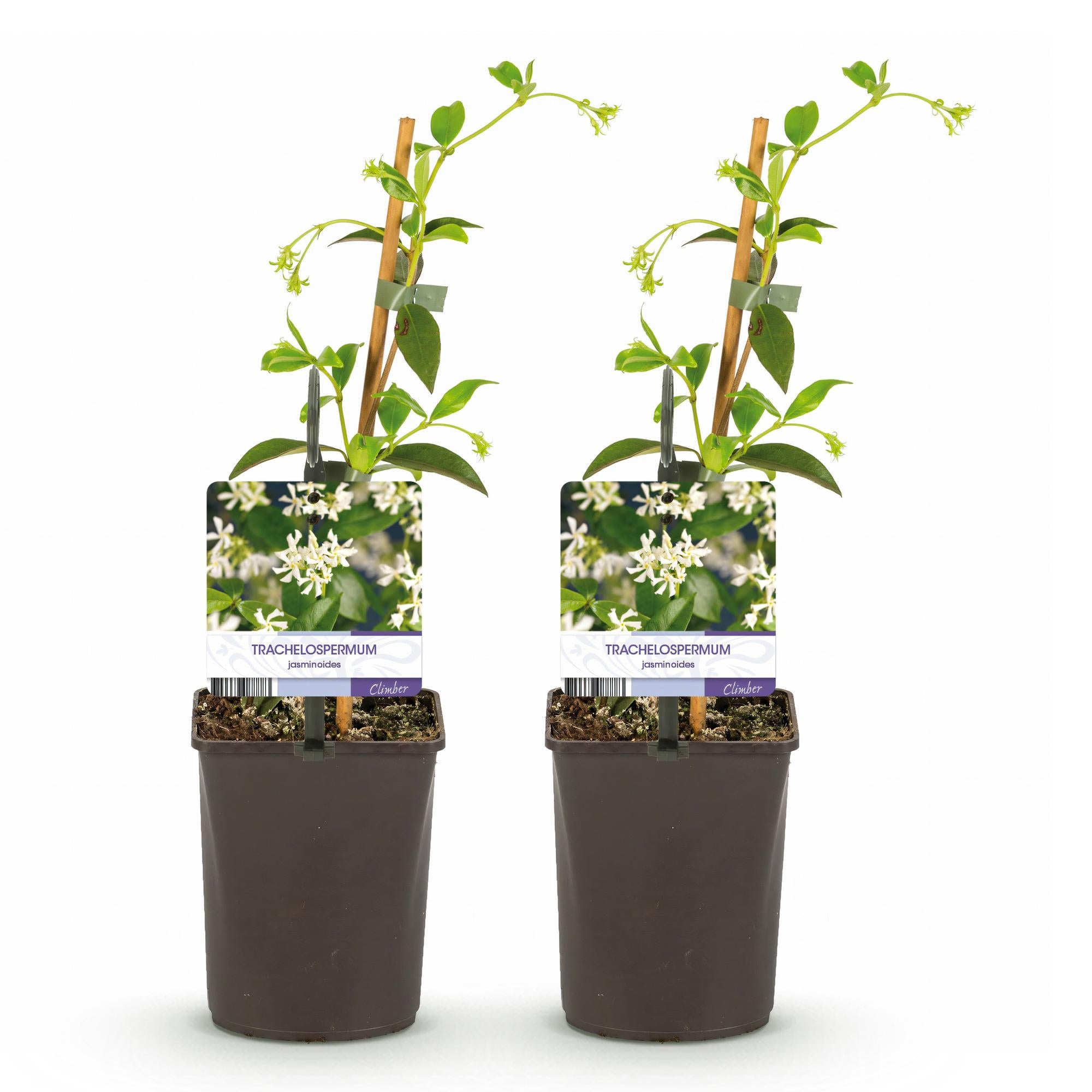 Toscaanse jasmijn - Trachelospermum jasminoides - Bloem Wit - Groenblijvend  - 2 planten - Pot 11cm Hoogte 40cm