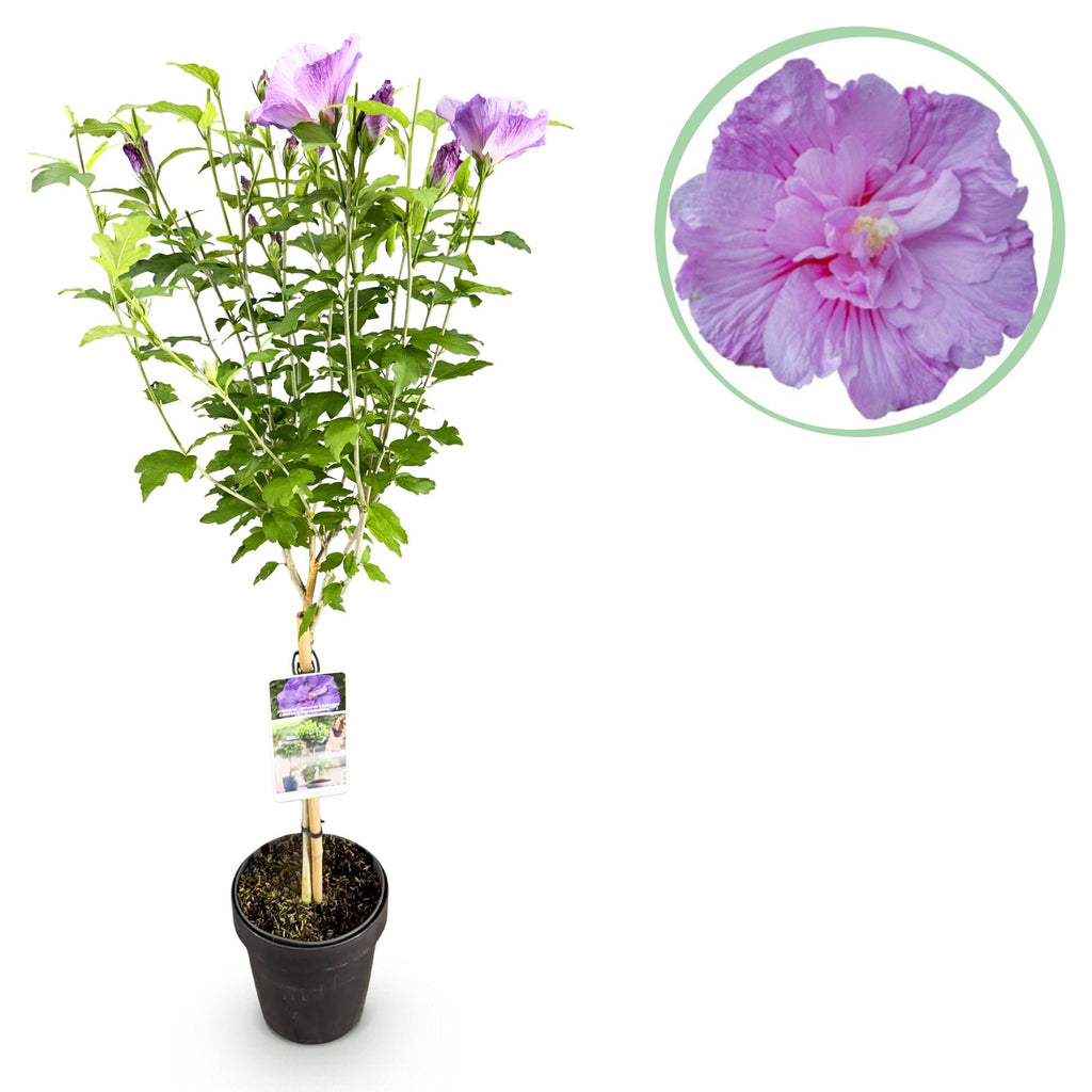 Plant op Stam -Hibiscus syriacus Lavendor Chiffon® - Terras Plant - Bladverliezend - Winterhard - Paarse Bloem - Pot 19cm Hoogte 90cm