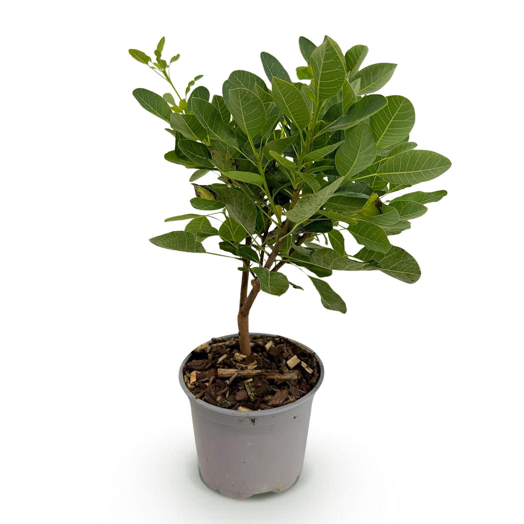 Tuinplant - Cotinus coggyria Young Lady - Groen 1 Plant - Bladverliezend - Weinig Onderhoud - Pot 12cm Hoogte 35cm
