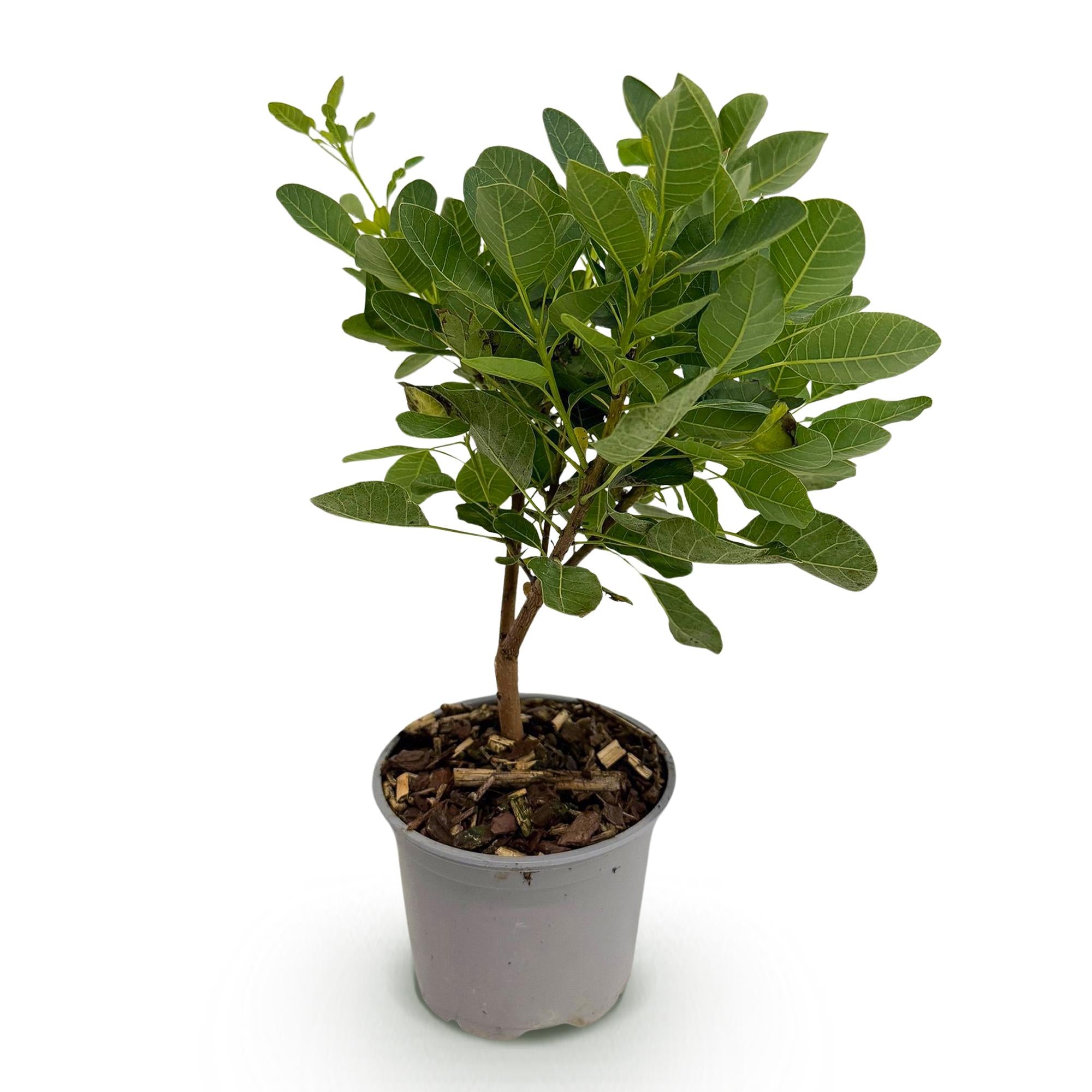 Tuinplant - Cotinus coggyria Young Lady - Groen 1 Plant - Bladverliezend - Weinig Onderhoud - Pot 12cm Hoogte 35cm