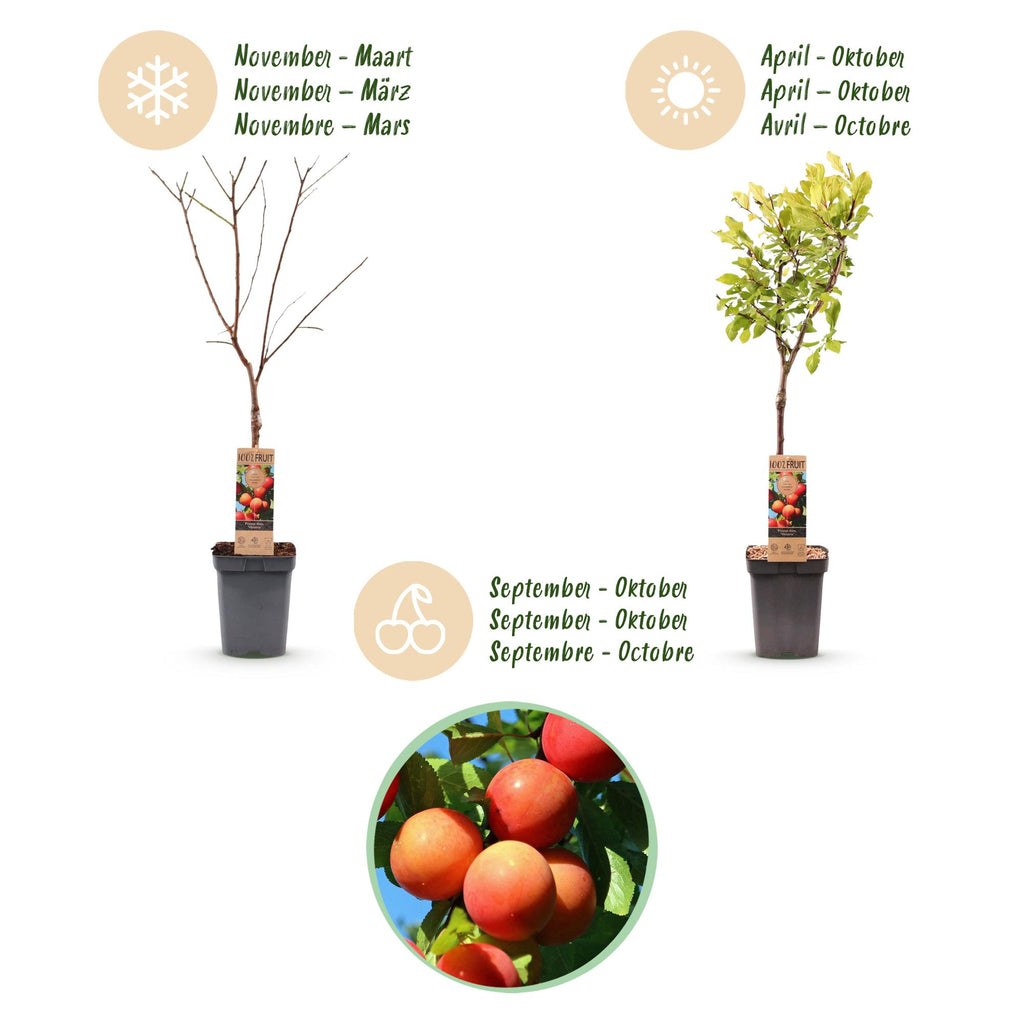 Fruitboom - Prunus domestica Victoria - Appelboom - Winterhard - Roze-Oranje Appel - 1 Plant - Pot 21cm - Hoogte 90cm