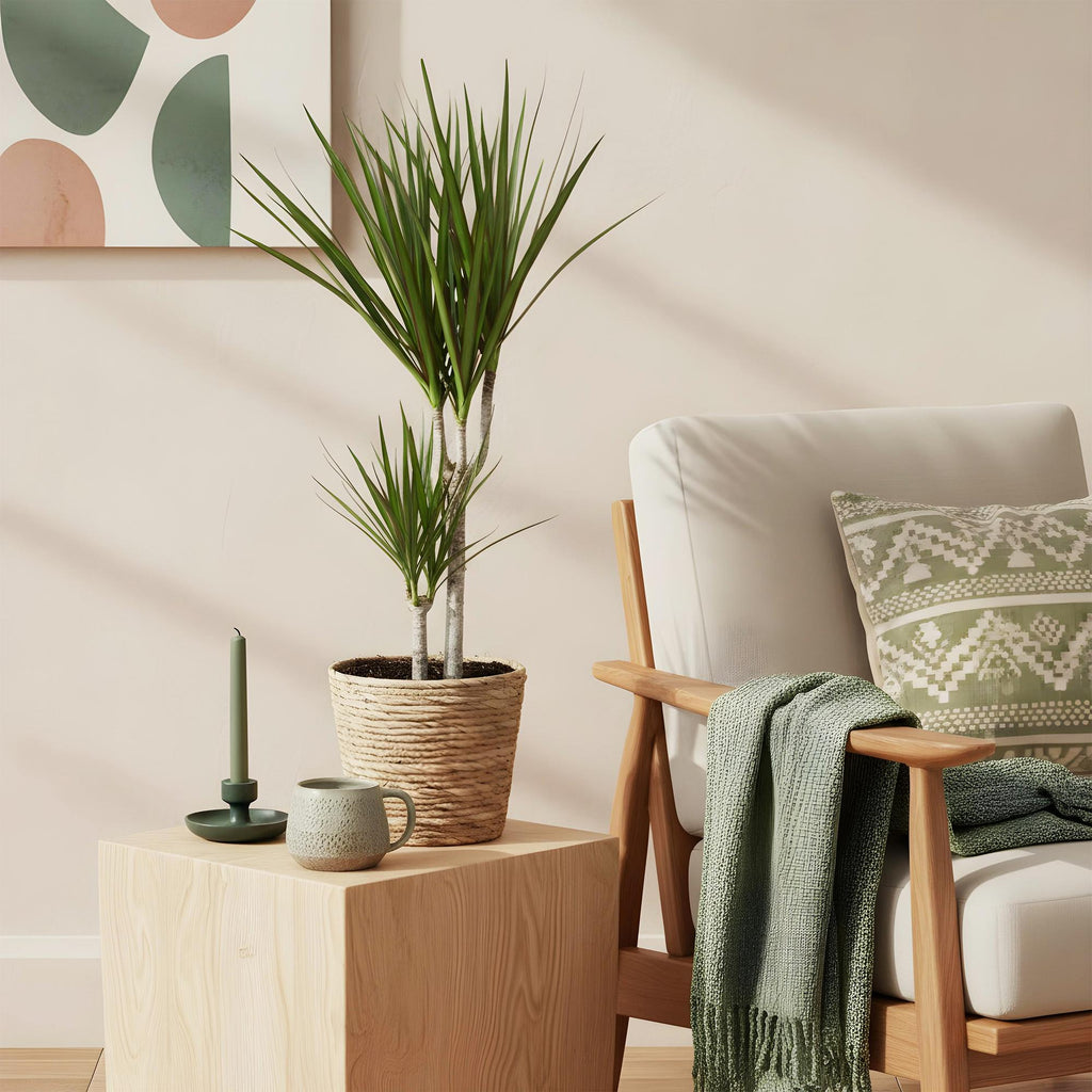 Green is... Kamerplanten - Dracaena Marginata - Drakenbloedboom - Weinig onderhoud - met mand - Groen - 1 Plant - Pot 17cm - Hoogte 70-80cm