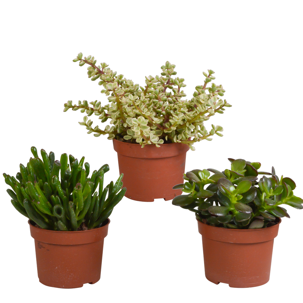 Crassula mix 10,5 cm - 3x - zonder pot