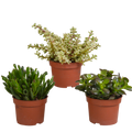 Crassula mix 10,5 cm - 3x - zonder pot