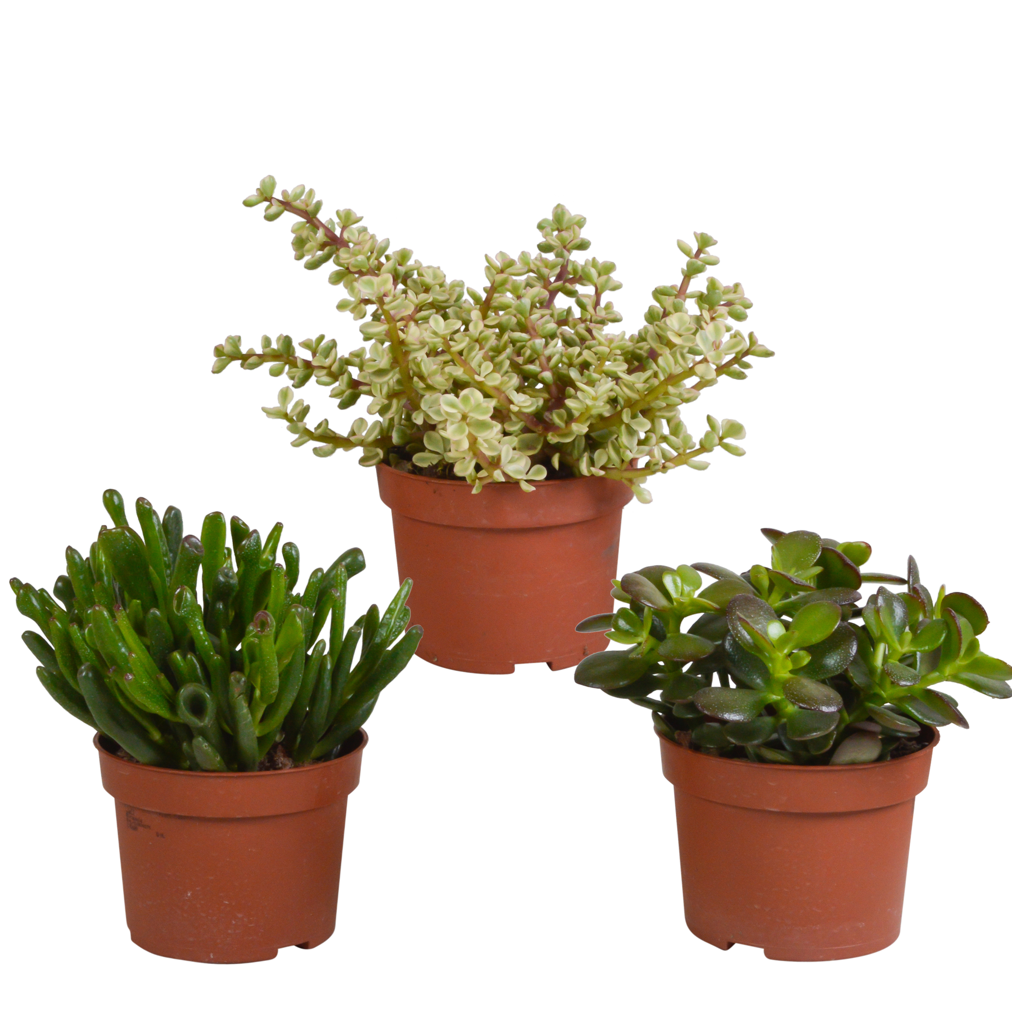 Crassula mix 10,5 cm - 3x - zonder pot