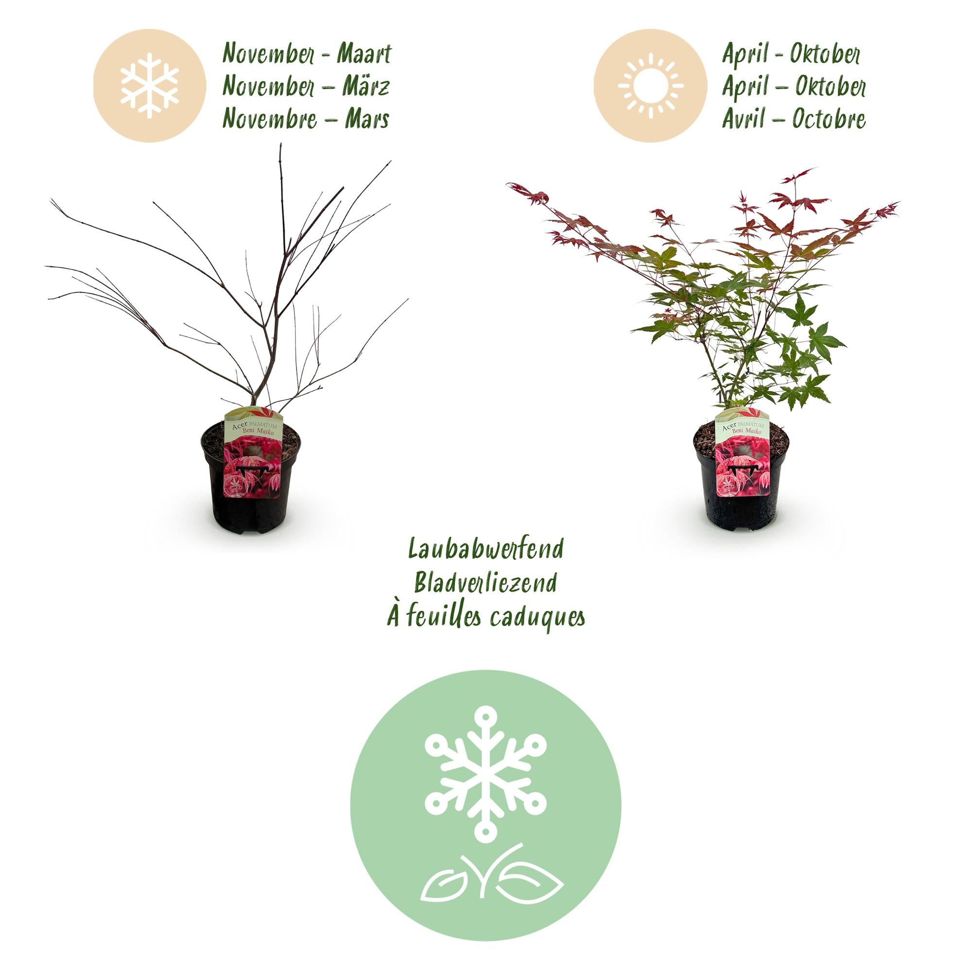 Terrasplant - Japanse Esdoorn - Acer palmatum Beni Maiko - Rood - 2 Planten - Bladverliezend - Pot 19cm Hoogte 70cm