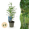 Bamboe - Fargesia Blue Dragon - Groen - 4 Planten - Bladhoudend - Niet Woekerend- Pot 14cm Hoogte 35cm